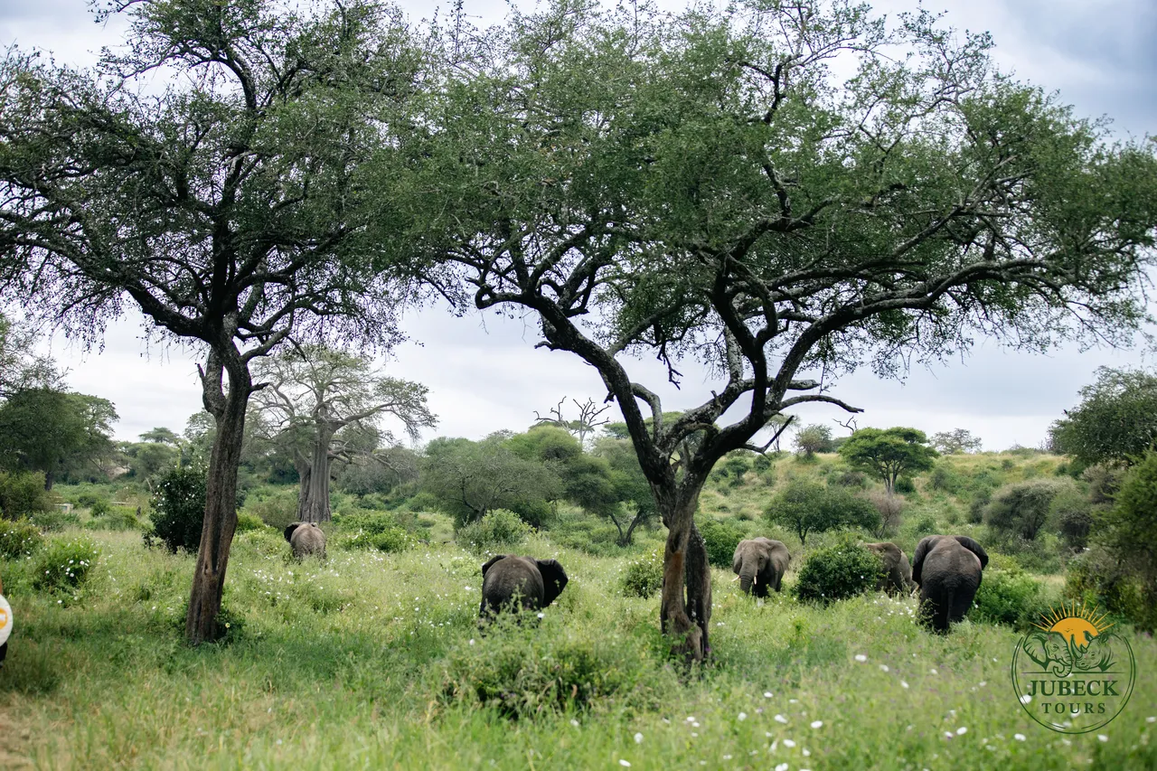Tanzania safari plains