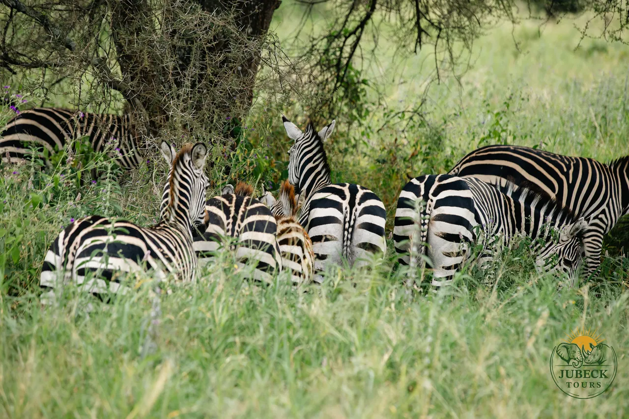 Maasai Mara Luxury Safari 3