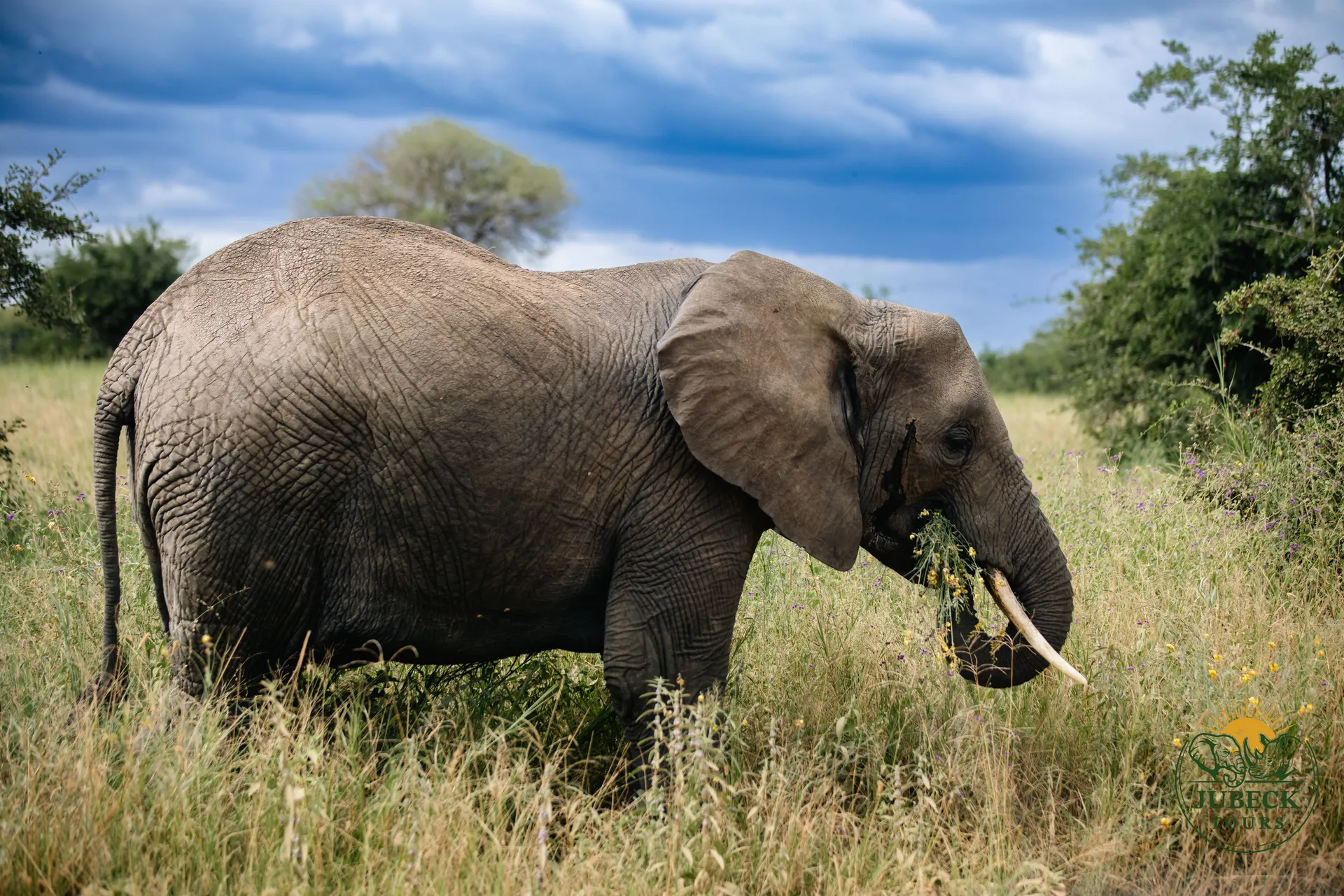 Lake Manyara Safari 2
