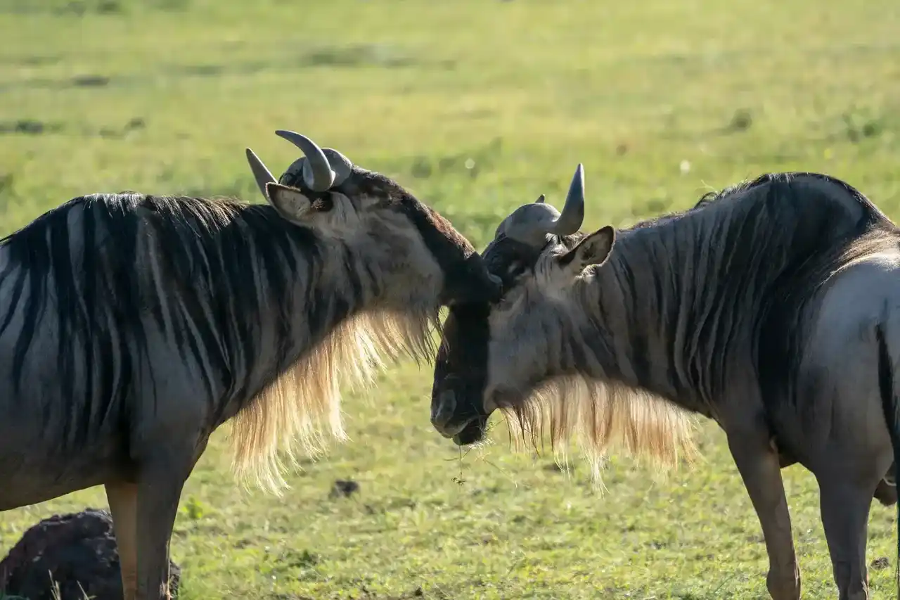The Great Migration