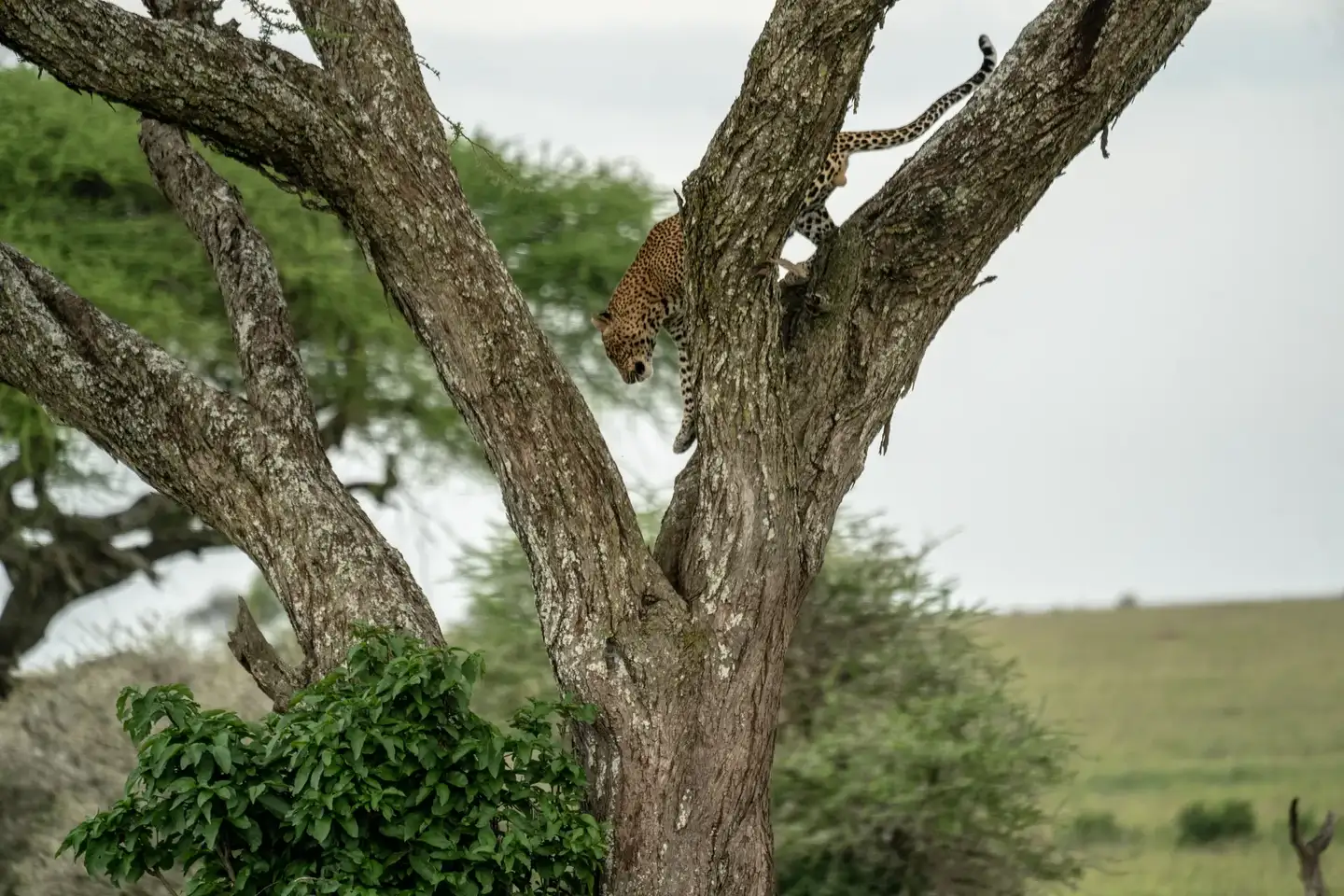 Wildlife Conservation